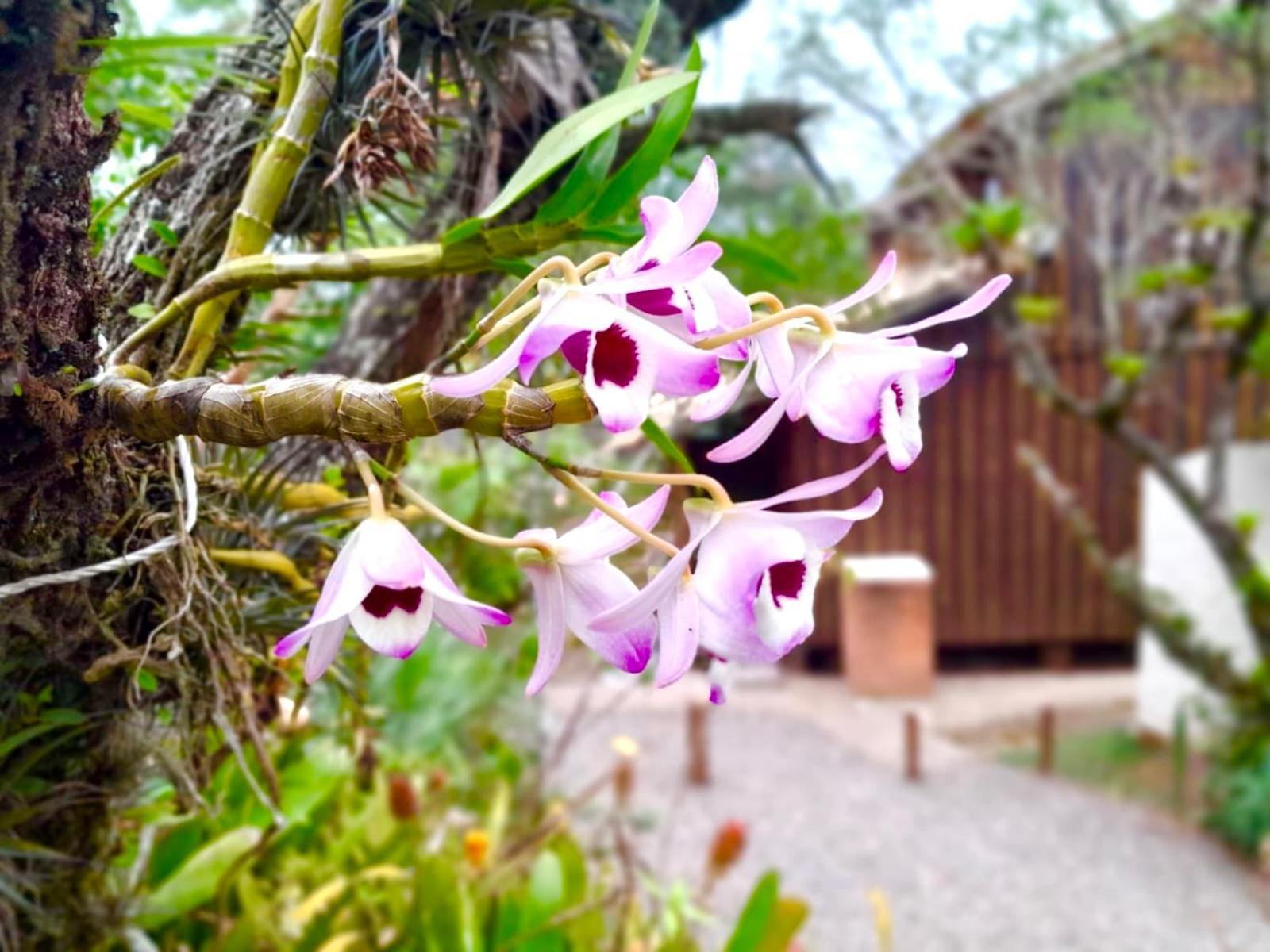 Recanto Das Bromelias Chales Guarda do Embau Exterior photo